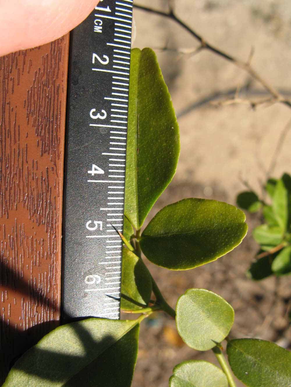              Trifoliolate leaf (Winter Haven, FL)       